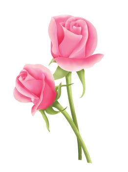 Pink rose hand drawn watercolor decorate for invitation of the wedding, birthday, Valentine's Day, Mother's Day. vector