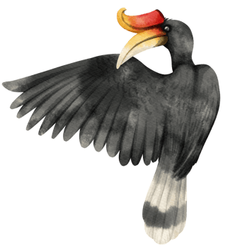 Watercolor rhinoceros hornbill  bird illustration png
