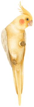 Watercolor cockatiel bird illustration png