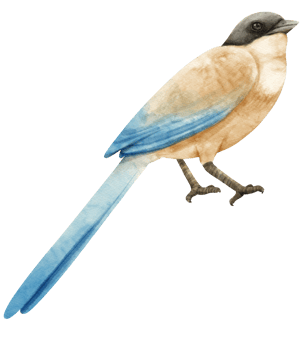 Watercolor  azure-winged magpie bird illustration png