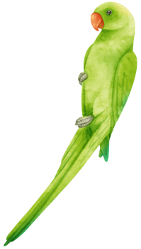 Watercolor parakeet parrot bird illustration png