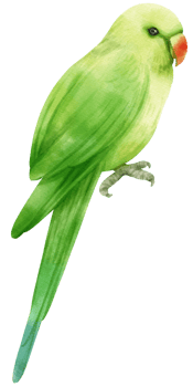 Watercolor plain parakeet bird illustration png