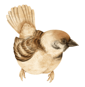 Watercolor sparrow bird illustration png