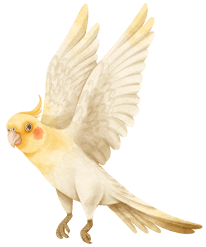 Watercolor cockatiel bird illustration png