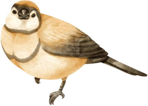 Watercolor finch bird illustration png