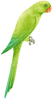 Watercolor parakeet parrot bird illustration png