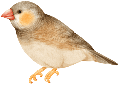 Watercolor zebra finches bird illustration png