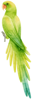 Watercolor parakeet parrot bird illustration png