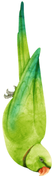 Watercolor parakeet parrot bird illustration png