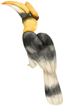 Watercolor great hornbill bird illustration png