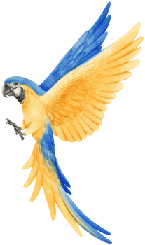 Watercolor of macaw parrot bird illustration png