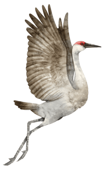 Watercolor Crane bird illustration png