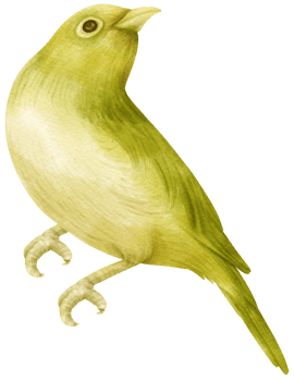 Watercolor bird illustration png