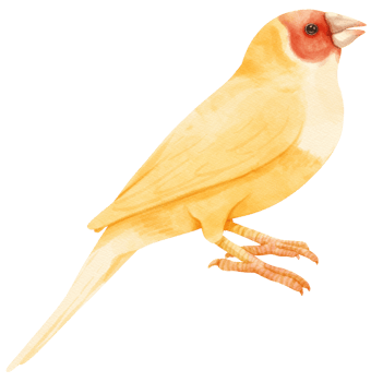 Watercolor gouldian finch bird illustration png