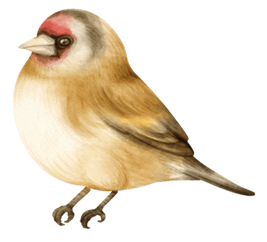 Watercolor goldfinch bird illustration png