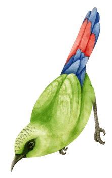 Watercolor himalayan bird illustration png