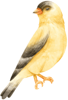 Watercolor goldfinch bird illustration png