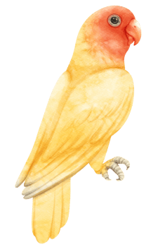 Watercolor lovebird illustration png