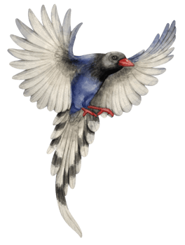 Watercolor red billed blue magpie bird illustration png