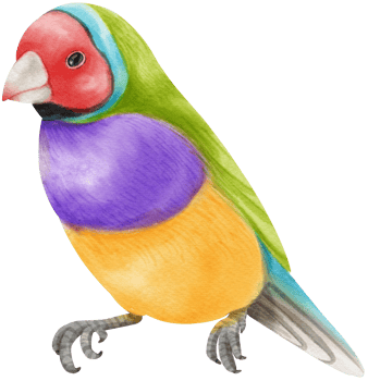Watercolor gouldian finch bird illustration png