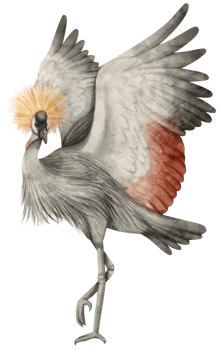 Watercolor grey crowned crane bird illustration png