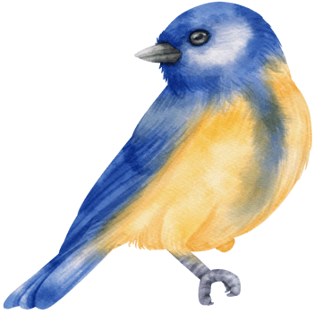 Watercolor blue bird illustration png