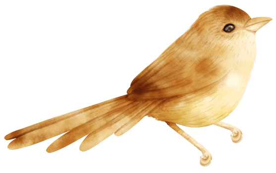 Watercolor bird illustration png
