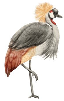 Watercolor grey crowned crane bird illustration png