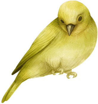 Watercolor bird illustration png