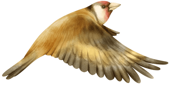 Watercolor goldfinch bird illustration png