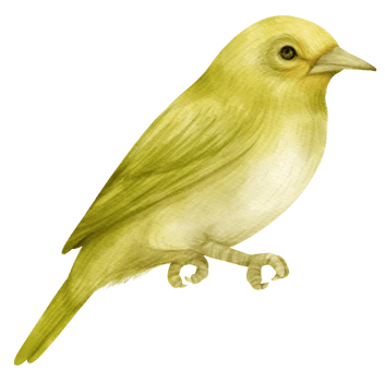 Watercolor bird illustration png