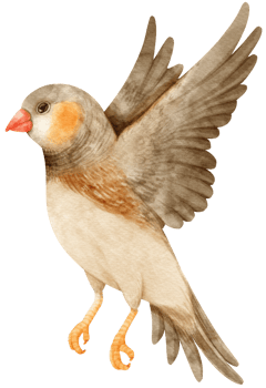 Watercolor zebra finches bird illustration png