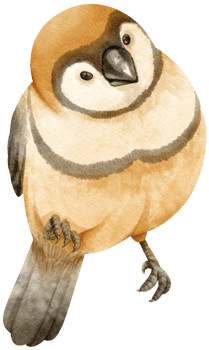 Watercolor finch bird illustration png