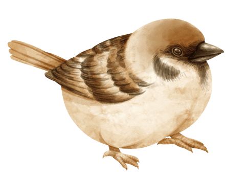 Watercolor sparrow bird illustration png