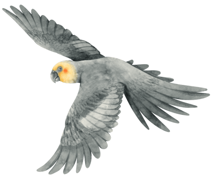 Watercolor cockatiel bird illustration png