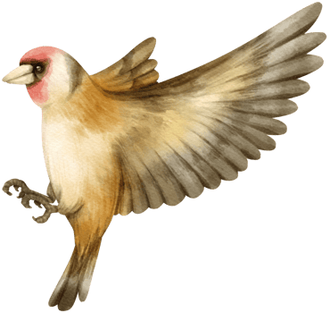 Watercolor goldfinch bird illustration png