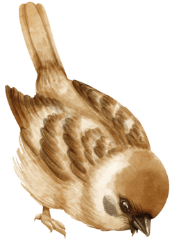 Watercolor sparrow bird illustration png