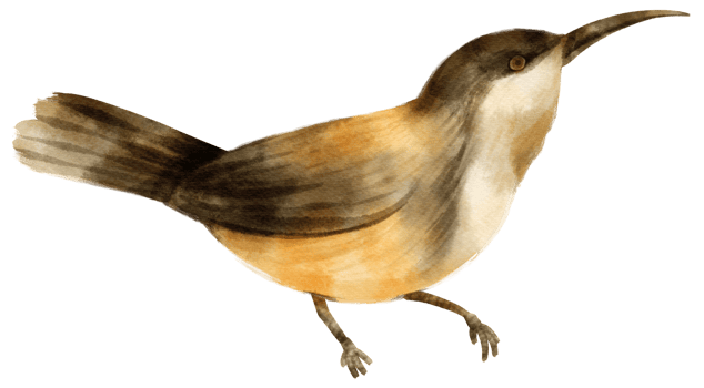 Watercolor bird illustration png
