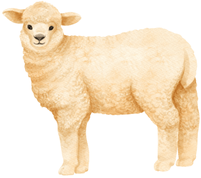 Sheep watercolor farm animals png