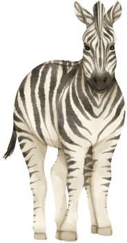 Zebra wildlife animals watercolor illustration png