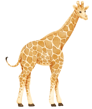 Giraffe savanna animals watercolor illustration png