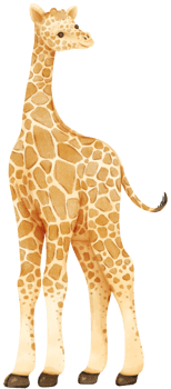 Giraffe savanna animals watercolor illustration png