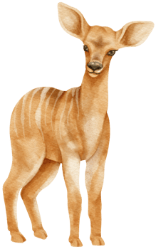 Lesser Kudu savanna animals watercolor illustration png