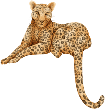 Leopard wildlife animals watercolor illustration png