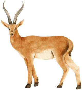 Gazelle savanna animals watercolor illustration png