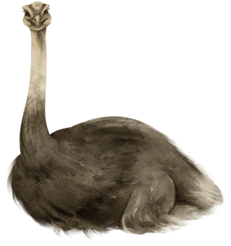 Ostrich savanna animals watercolor illustration png