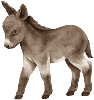 Cute baby donkey watercolor farm animals png