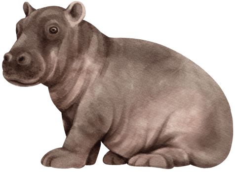 Hippopotamus wildlife animals watercolor illustration png