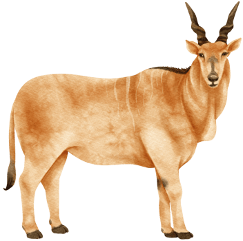Giant eland savanna animals watercolor illustration png