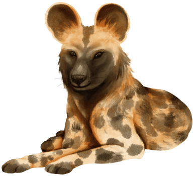 African wild dog savanna animals watercolor illustration png